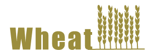 Wheat